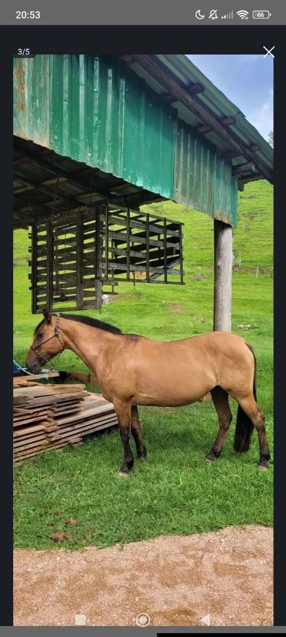 Égua de cria  - Foto 5