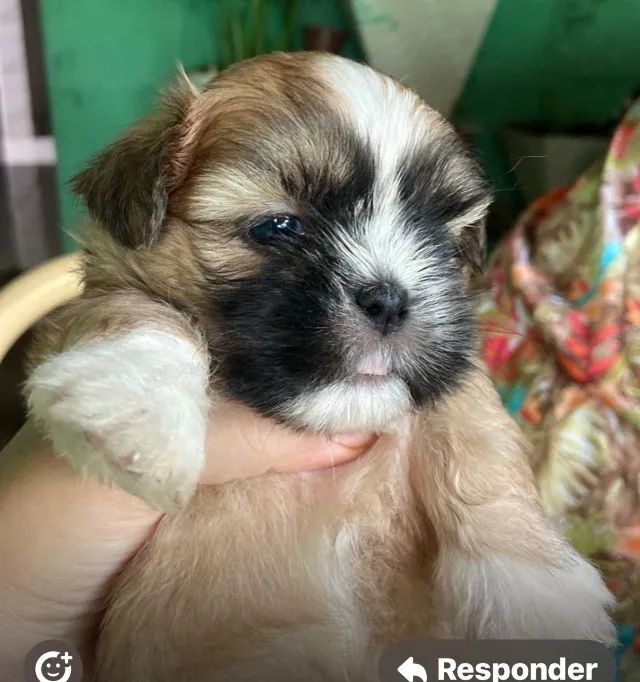 Shih tzu rechonchudo 