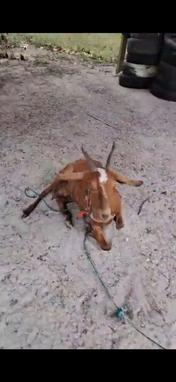 Cabra 