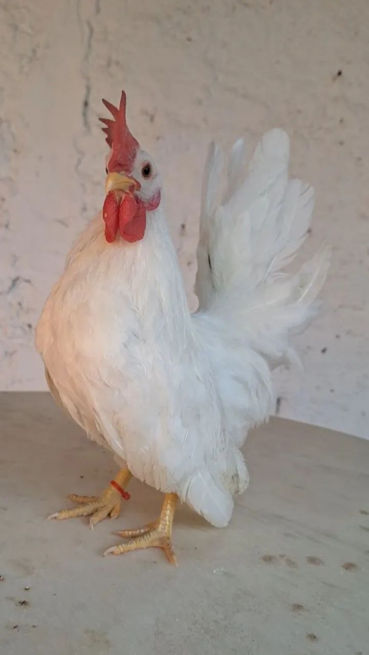 Frango Nagasaki 
