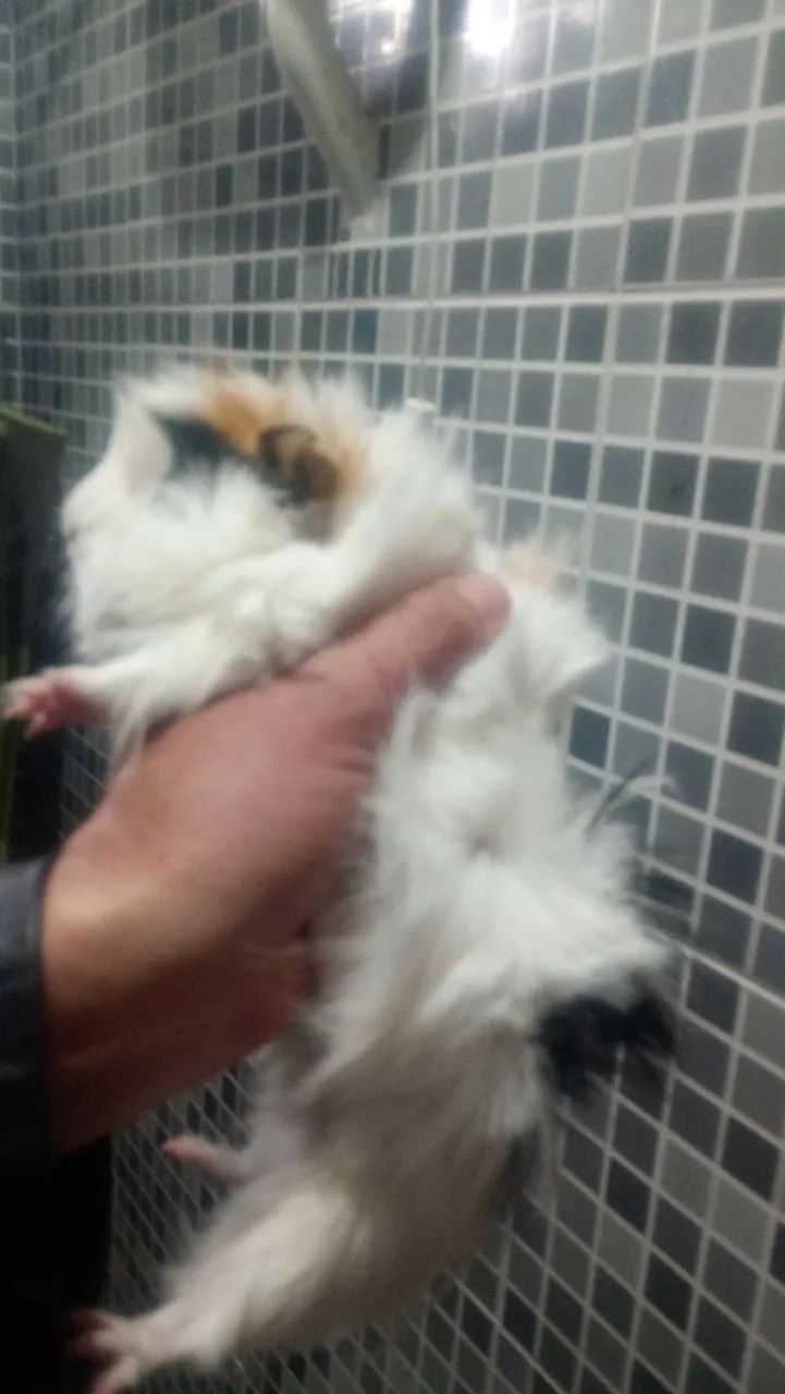 Porco da índia macho  - Foto 2