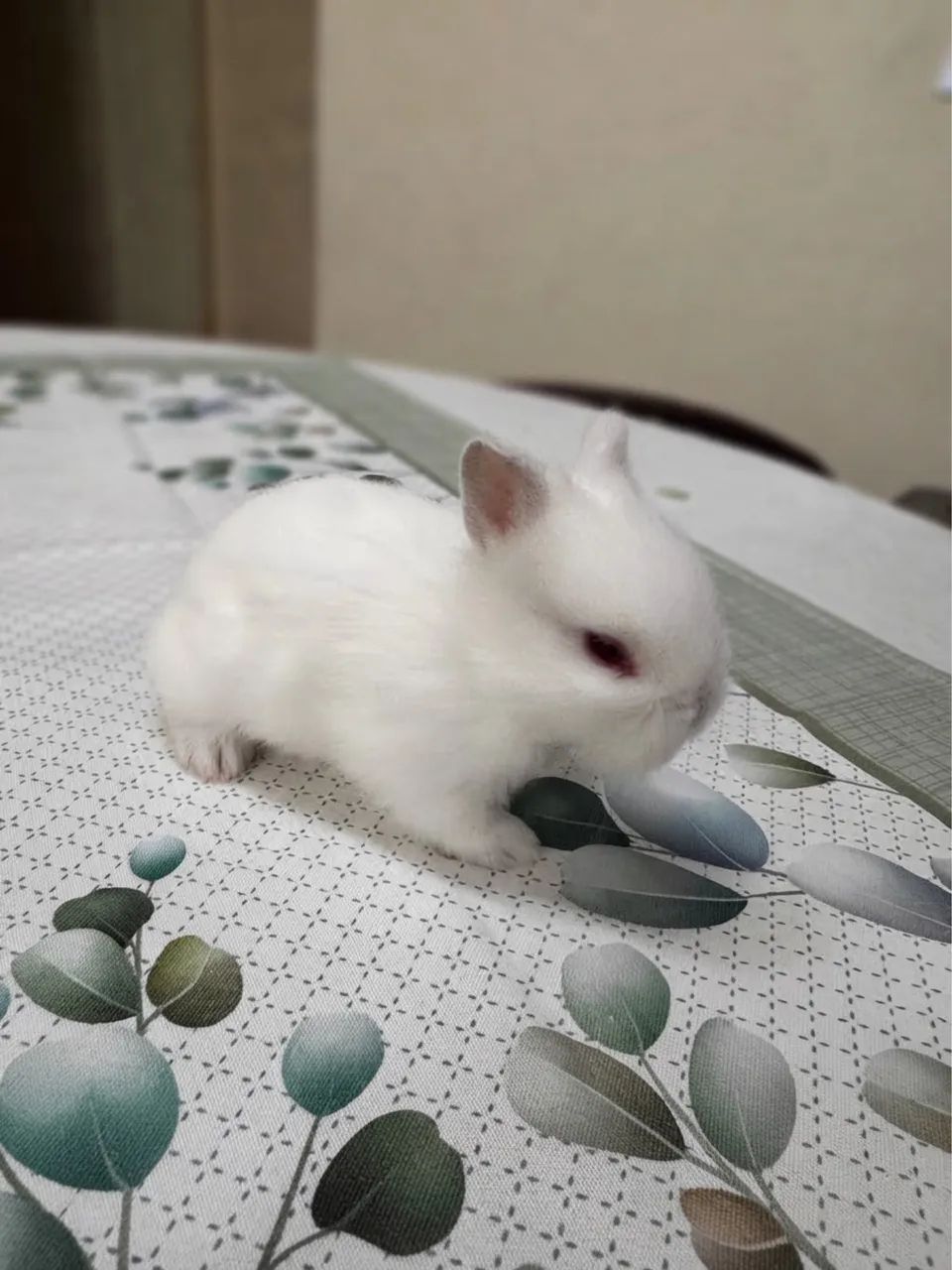 Filhote de coelho mini - Foto 4