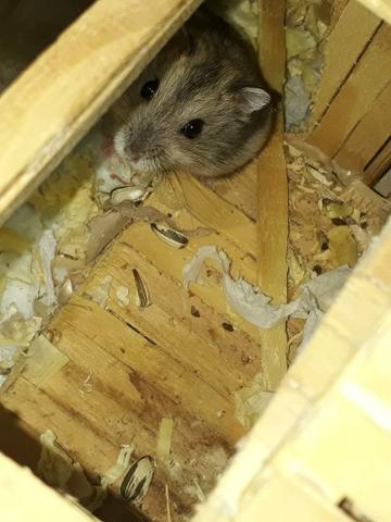 Hamster anão russo - Foto 5