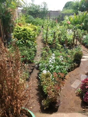Plantas diversas - Foto 4