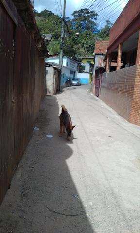 Vendo ou alugo uma casa em Pedro do Rio - Foto 12