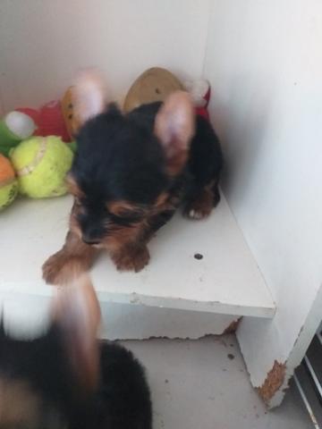 Cães - Foto 5