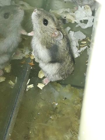 Hamster anão russo - Foto 2