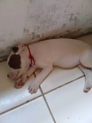 Uma fêmea Pitbull - Foto 2