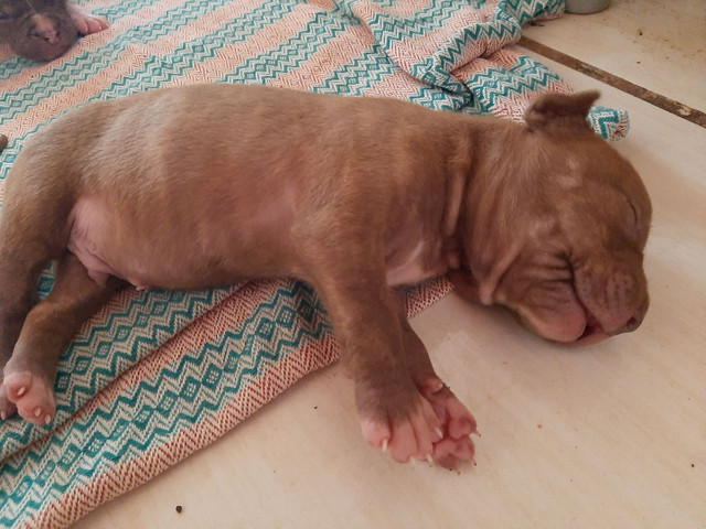 Cachorros-pitbull - Foto 4