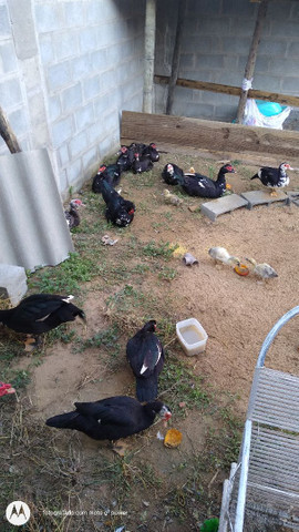 Vendo casal de Pato - Foto 2