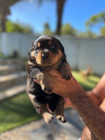 Filhotes de rottweiler- PRÉ VENDA 