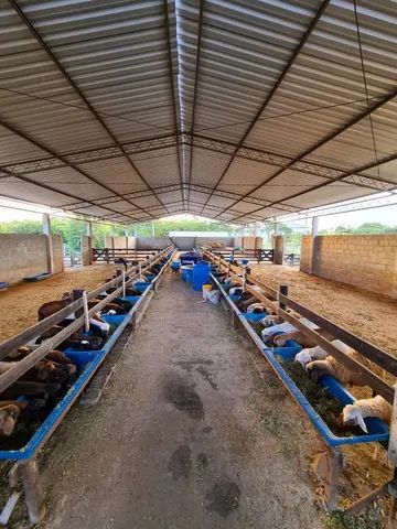 Venda de Borrega / Cordeiro - Foto 2