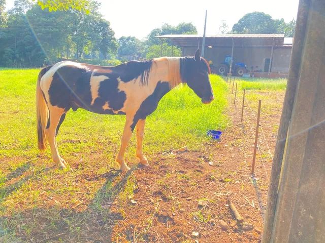 Cavalo pampa manga larga - Foto 2