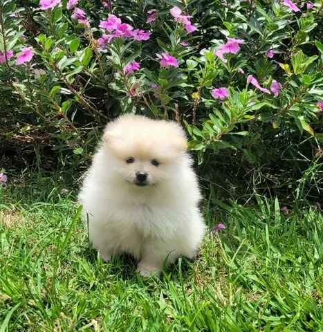 Spitz Alemão anão macho- Lulu da Pomerânia - 12x sem juros -