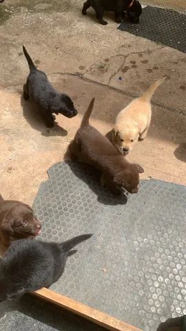 FILHOTES  LABRADOR RETRIEVER - Foto 5