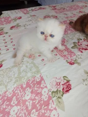 Lindo gatinha persa Himalaia  - Foto 3