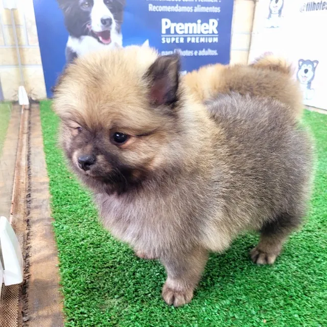 Spitz alemão Macho pedigree cbkc 10x sem juros envio gratis