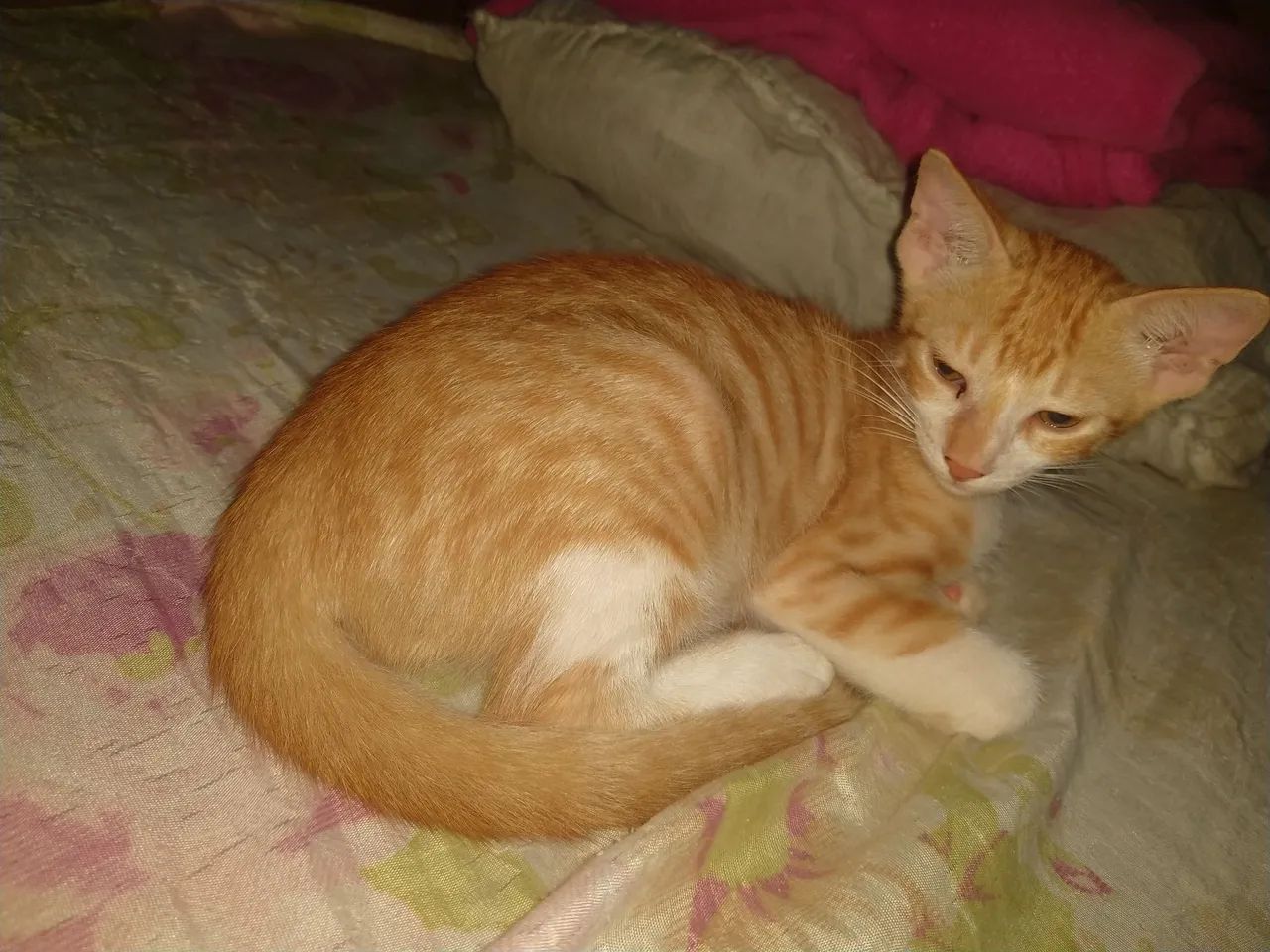 Gatinho laranja de 2 meses para adoção responsável - Foto 2