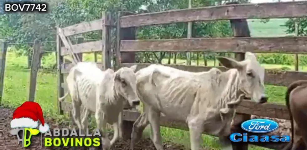 BOV7742 - 105 BEZERRAS E NOVILHAS NELORE 10-18 MESES - ITAUÇU - GO - Foto 5