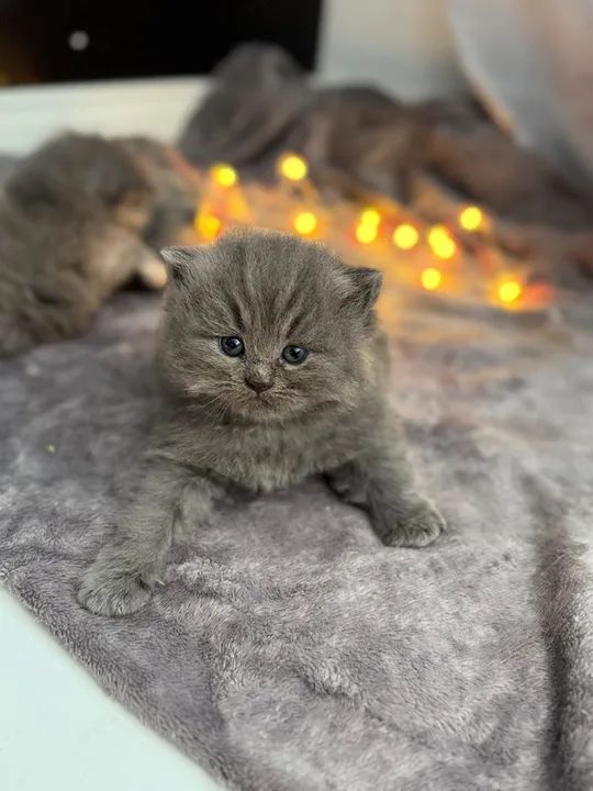 GATO PERSA  - Foto 3