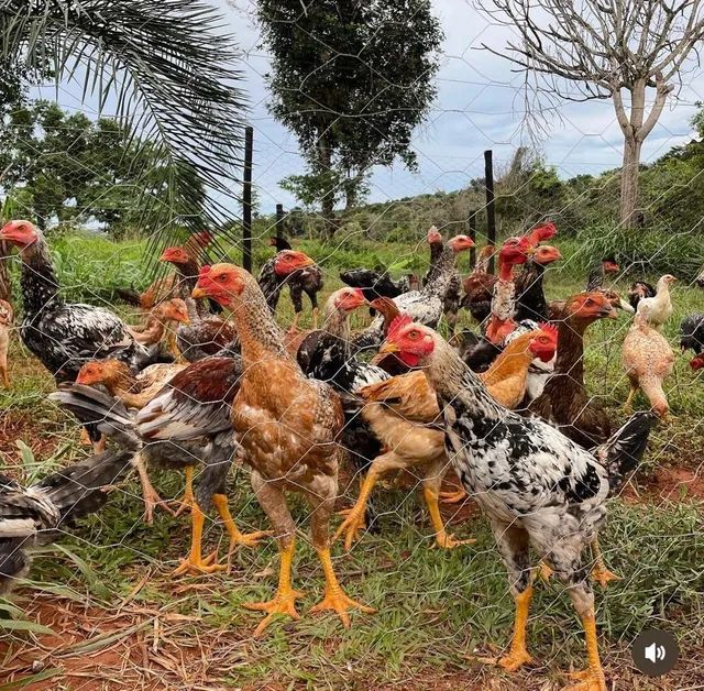 Pintinho caipira - Foto 4