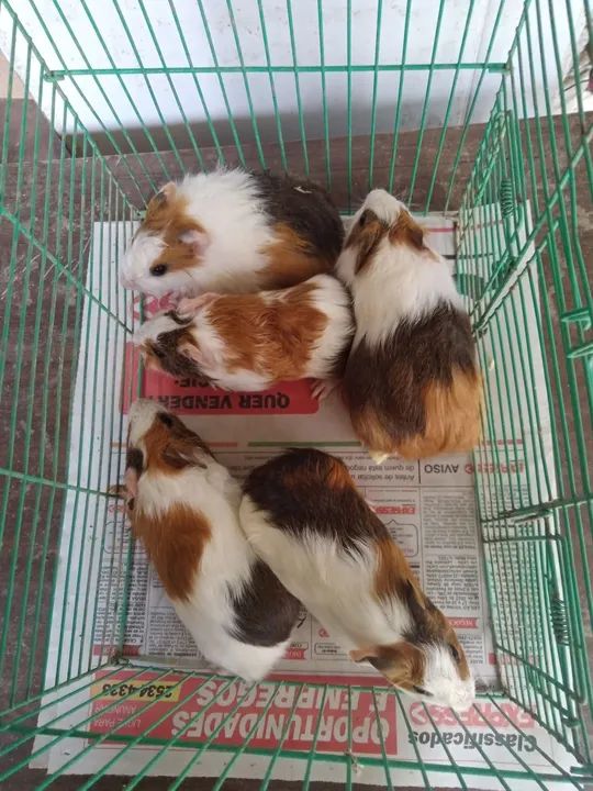 Porquinho da índia  - Foto 4