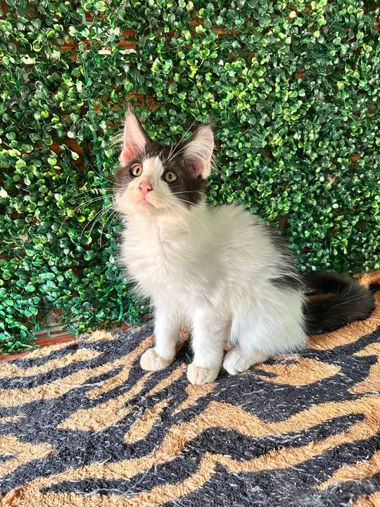 Filhotes Maine Coon disponível - Foto 5