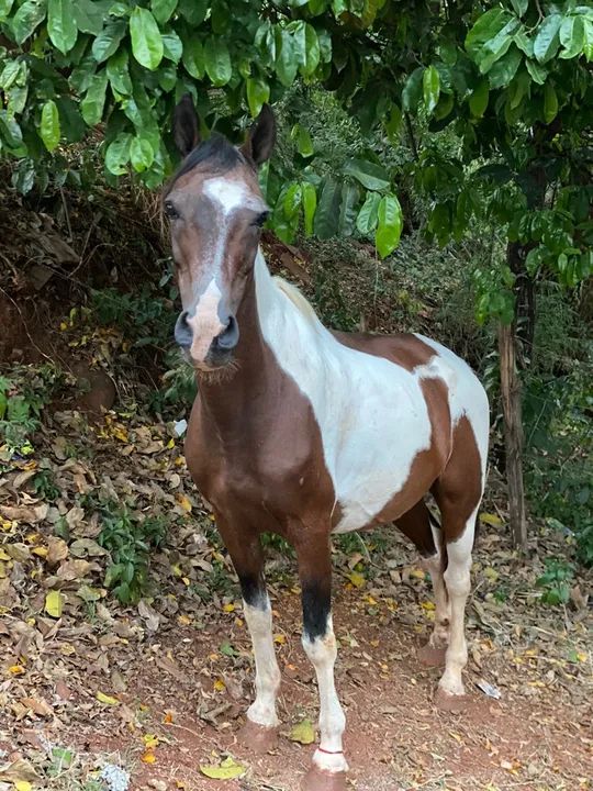 Cavalo Mangalarga com árabe  - Foto 5