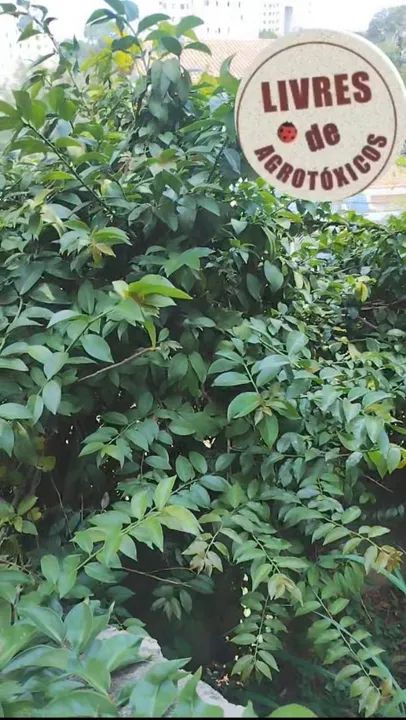 60 Folhas Frescas de ORA PRO NOBIS - Foto 4