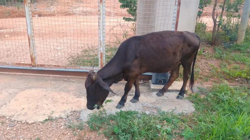 Mini Vacas e Mini Boi - Foto 2