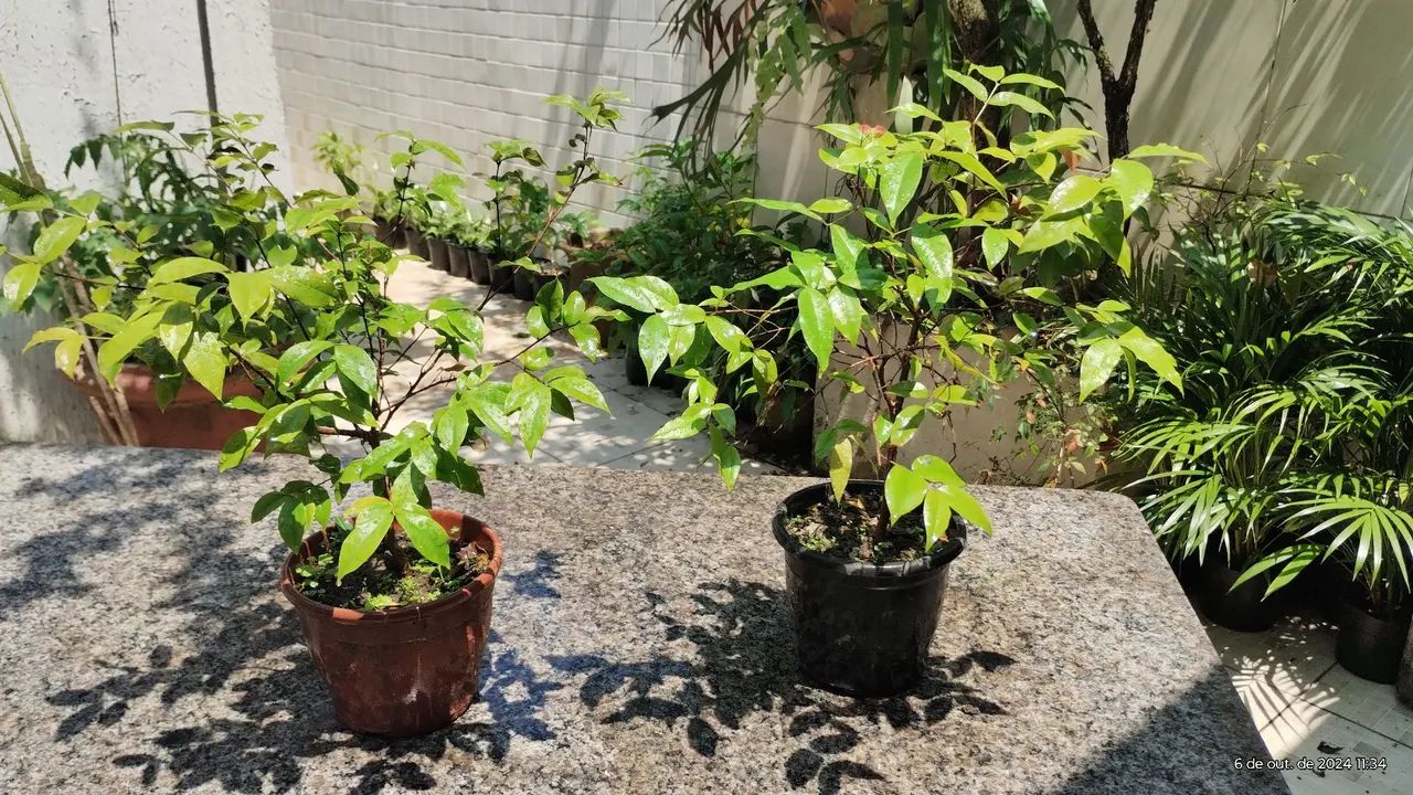 Bonsai de Jabuticaba - Foto 3