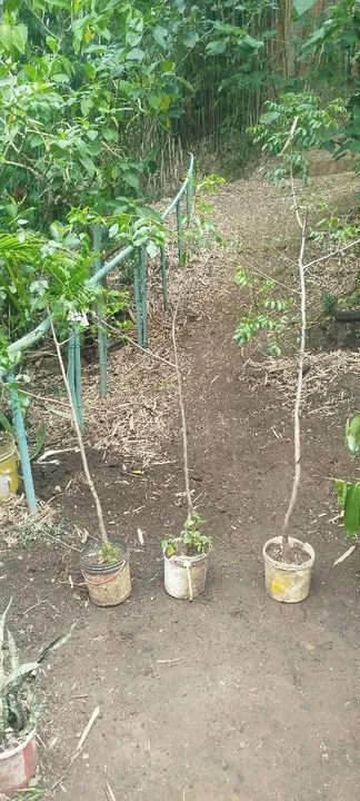 Mudas de Umbú  - Foto 2