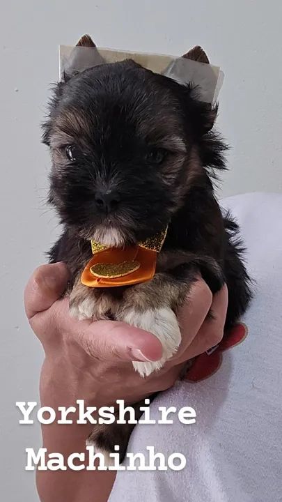 Yorkshire Macho disponivel