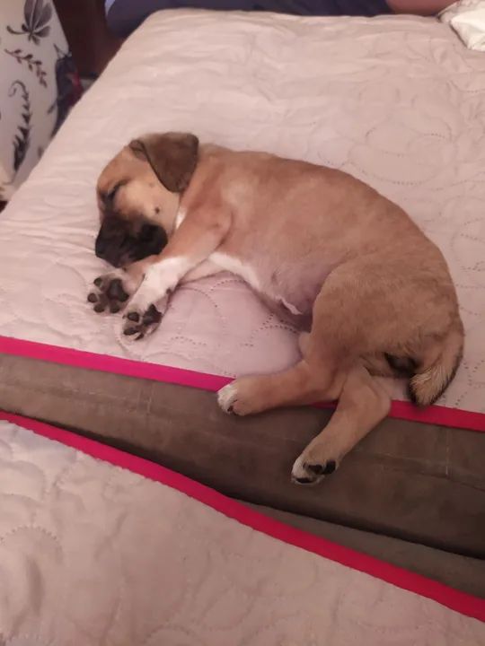 Filhote de cachorro para adoção - Foto 3