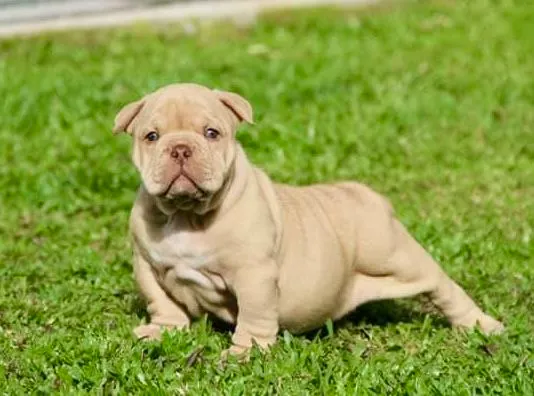 American Bully 