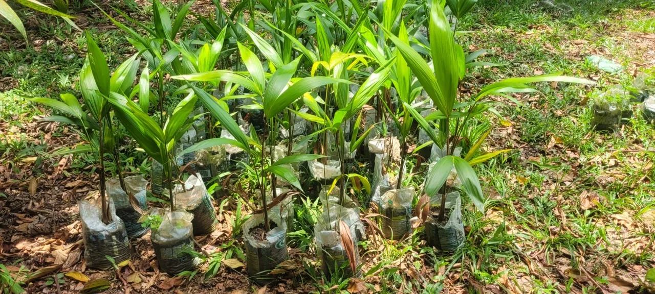 White Açaí Seedlings64292884566145121