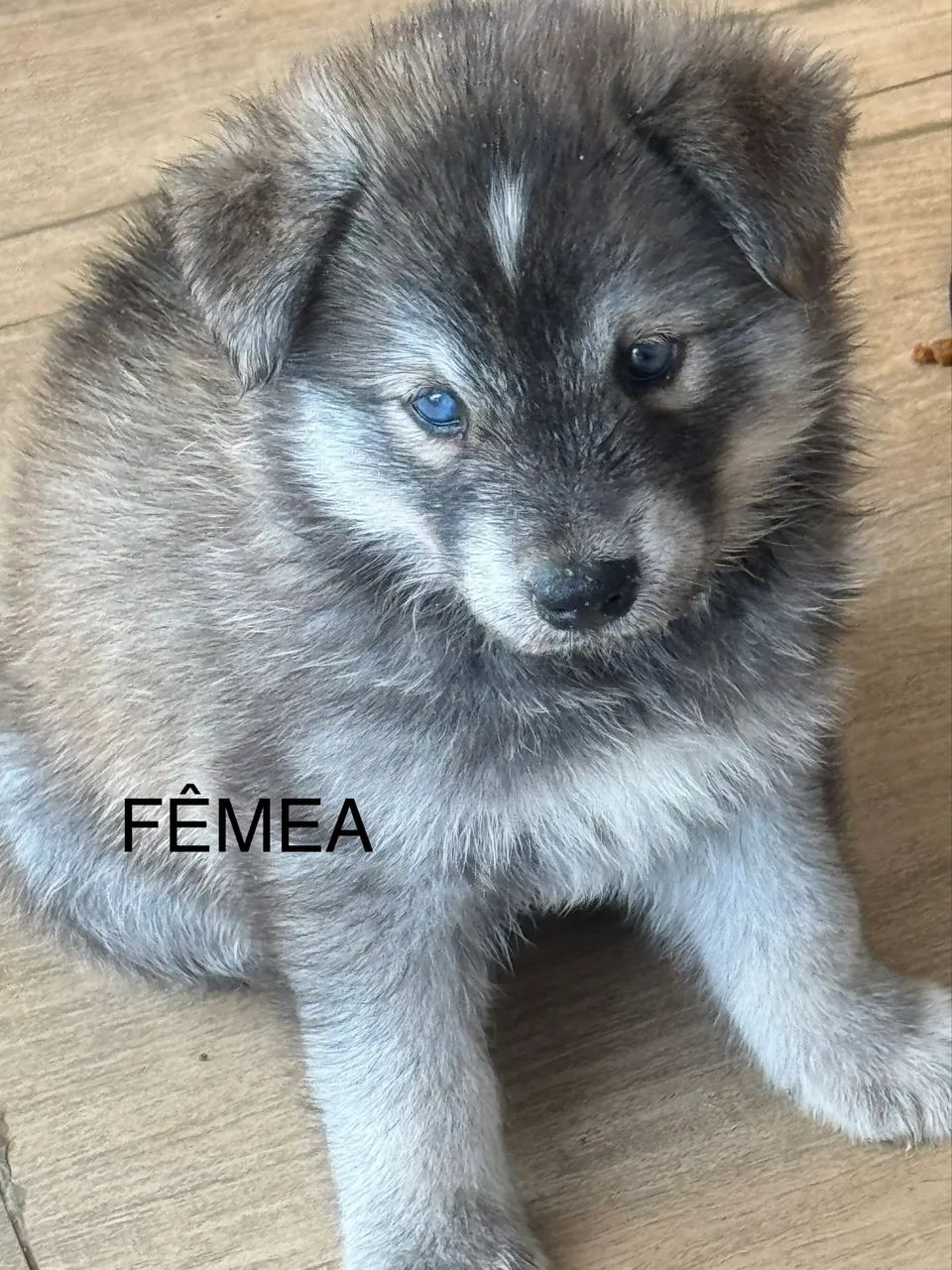 Vendo filhote de husky com border collie  - Foto 2