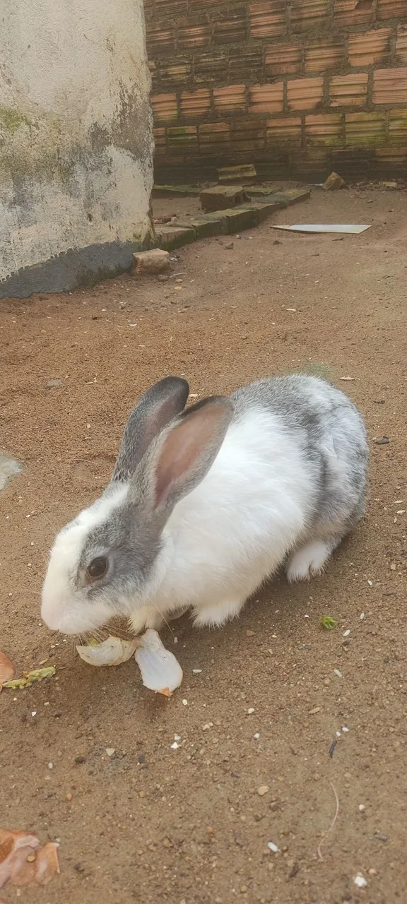 Coelho Fofo Cinza e Branco para Adoçar Seu Dia!
