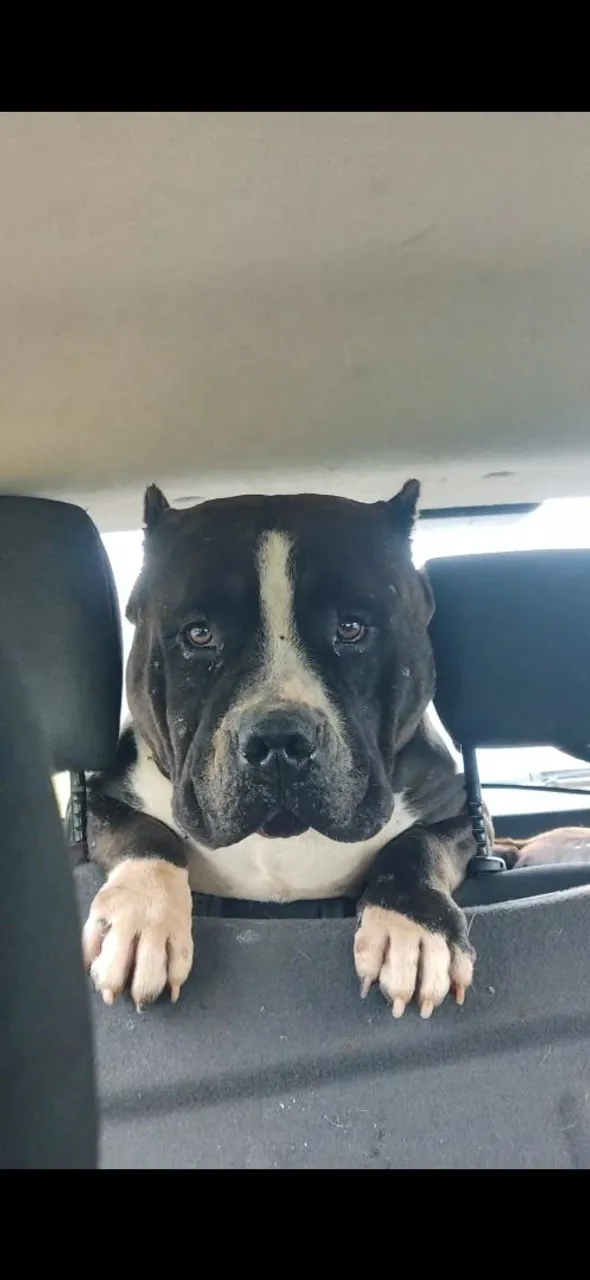 American Bully