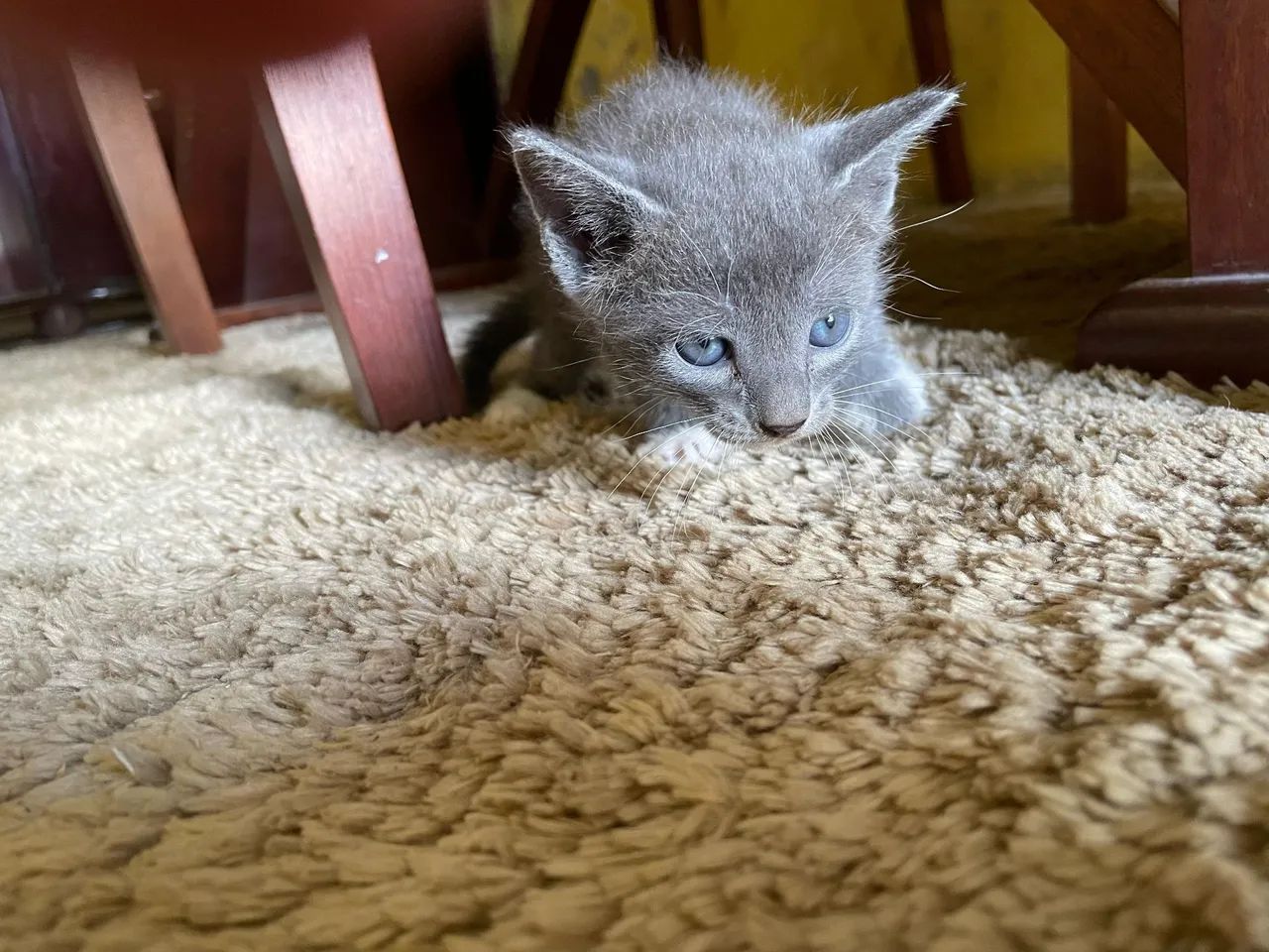 Gatinhos fofinhos para adoção - Foto 5