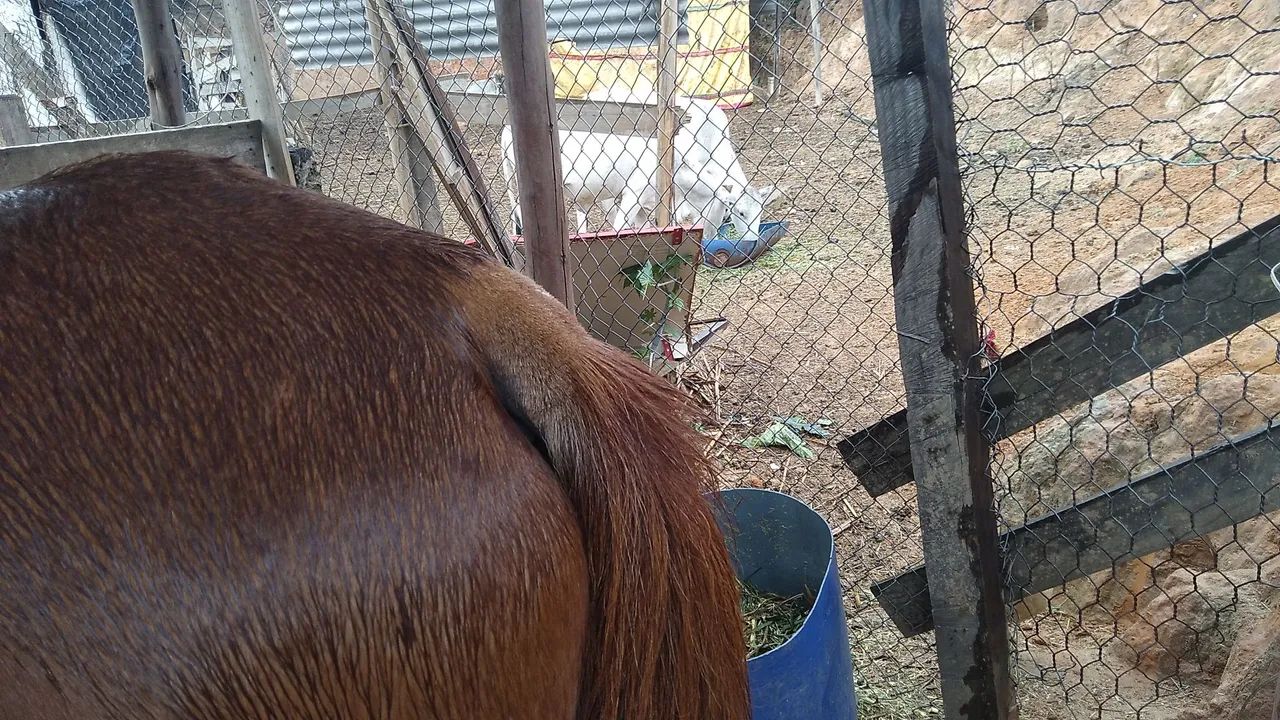 Vendo cavalo de charrete e montaria  - Foto 4