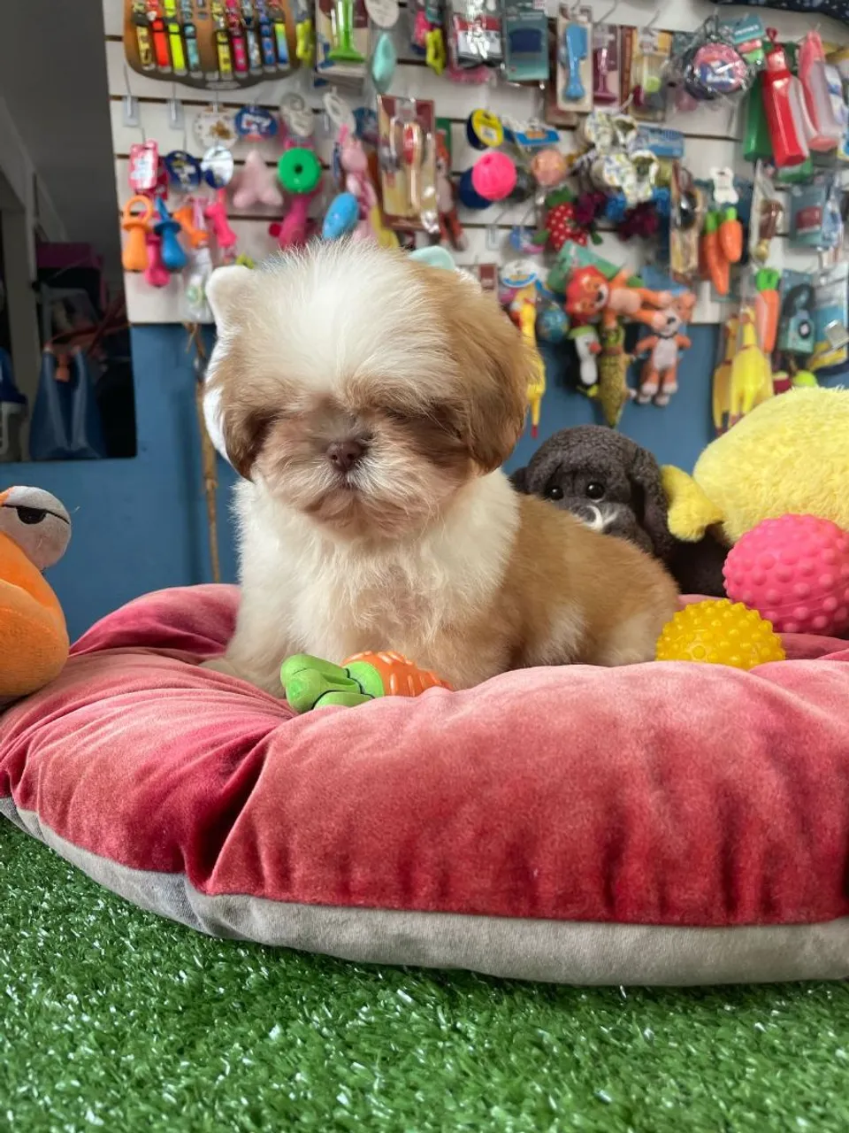 Shih Tzu - Fofura e Companhia!