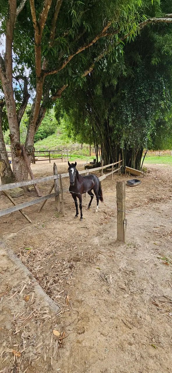 Cavalo Mangalarga Marchador  - Foto 2