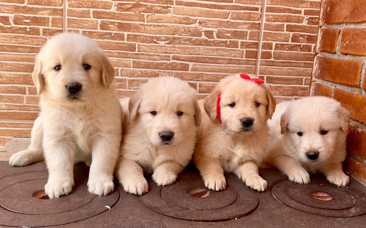 Golden Retriever ( Filhotes Entrega Hoje )  - Foto 2