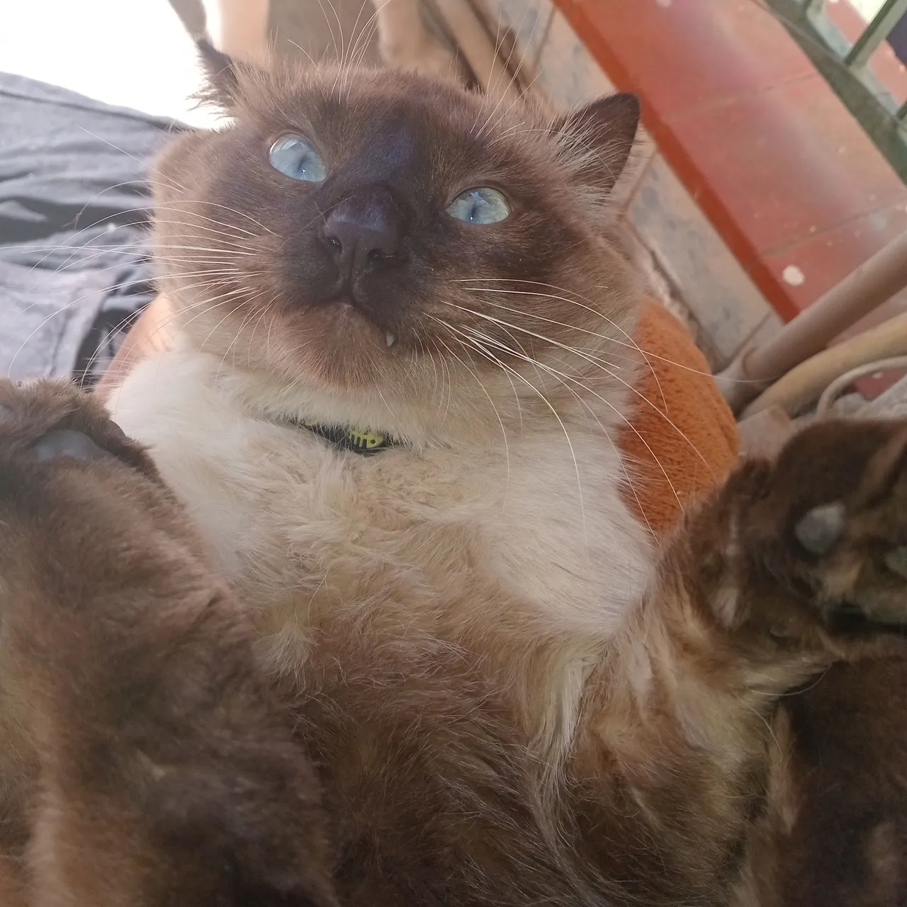 Gatinho siamês lindo macho