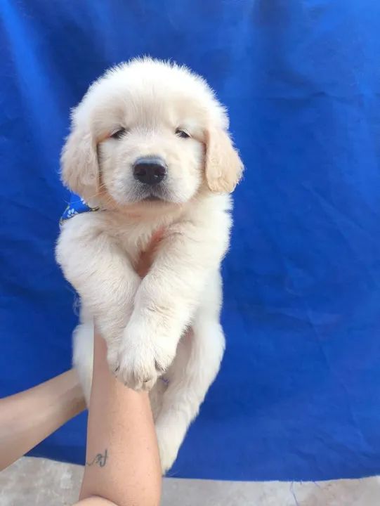 Golden Retriever 