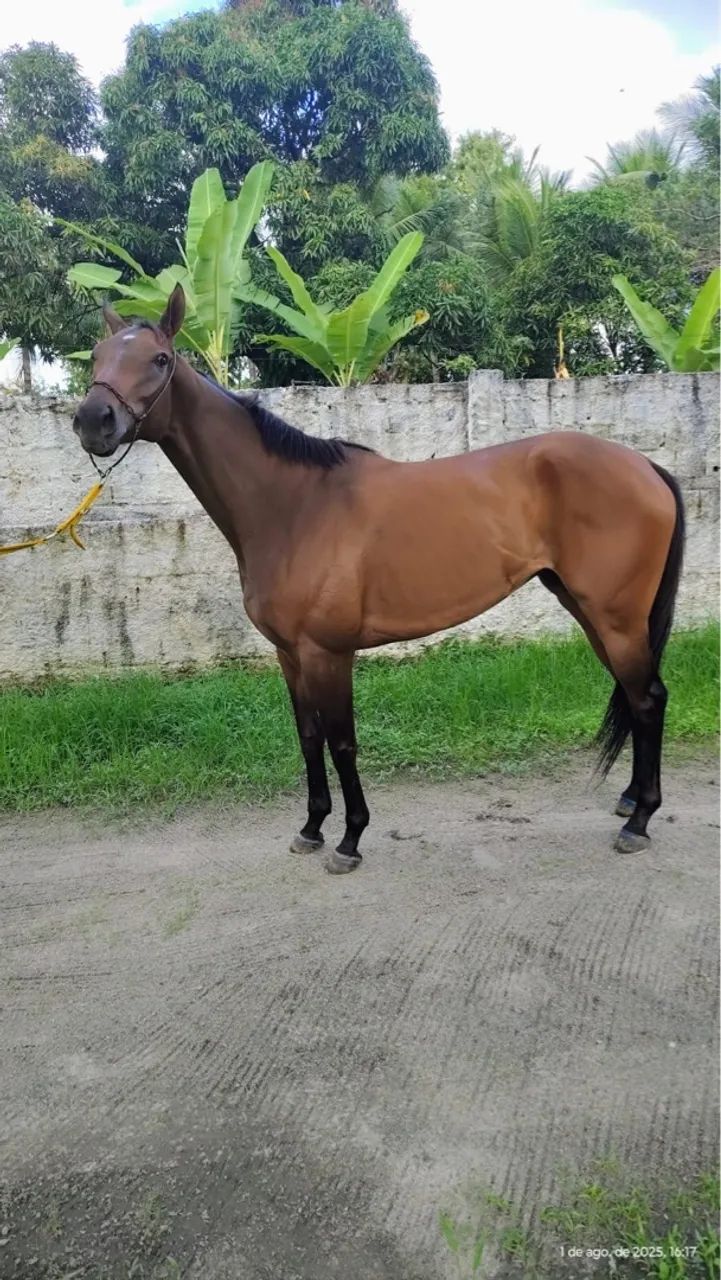 Égua puro sangue inglês  - Foto 2