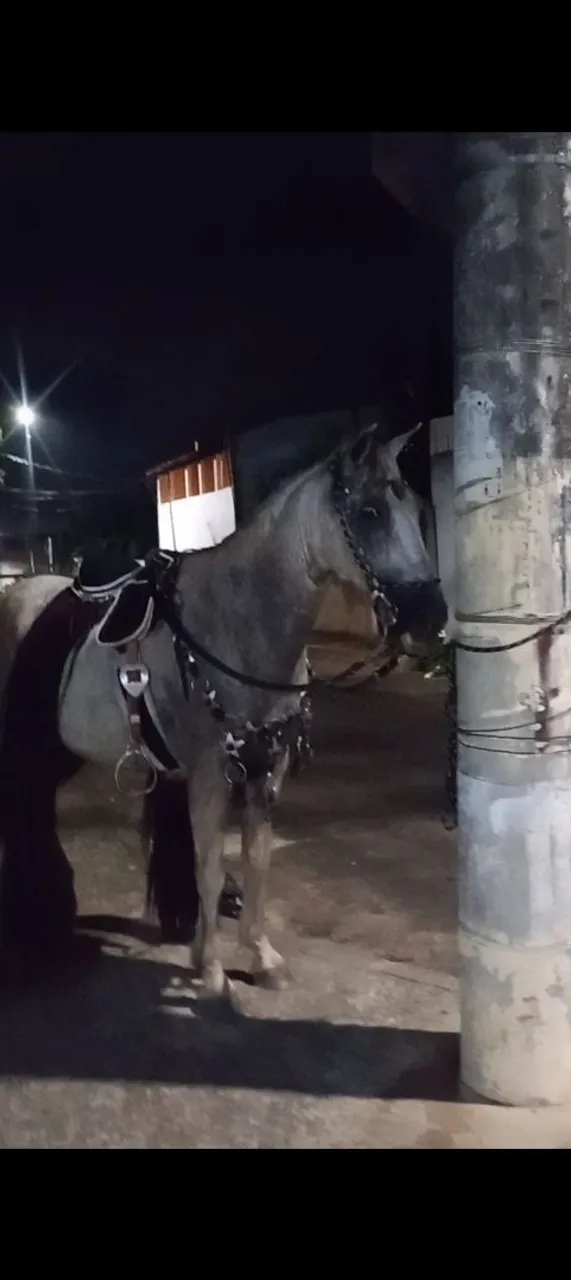 Cavalo mangalarga 