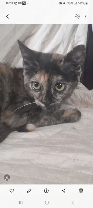 Gatinha linda e carinhosa para adoção