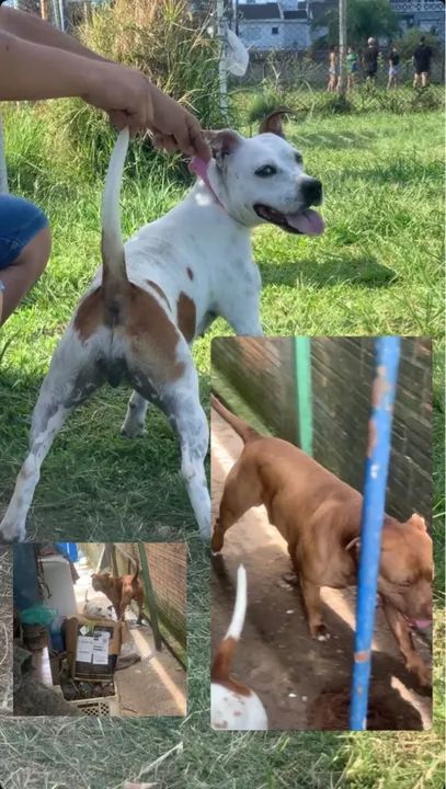 filhotes lindos de pitbull